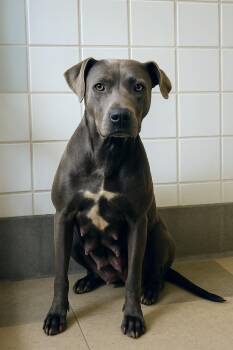 Rescue American Staffordshire Terrier Dogs for Adoption in Brookeville, Maryland - June | PetCurious