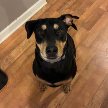 Pickle -  Mixed Breed Dog for Adoption in Conway, New Hampshire - Pickle | PetCurious
