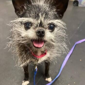 Chihuahua Dogs Available for Adoption in Oshkosh, Wisconsin - Wrigley-Bonded To Pablo | PetCurious