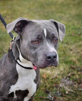 Pit Bull Terrier Dogs Available for Adoption in Bay City, Michigan - Hank | PetCurious