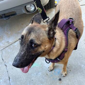 Violet -  Belgian Shepherd Malinois and German Shepherd Dog Dog for Adoption in Idaho Falls, Idaho - Violet | PetCurious