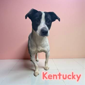 Boston Terrier Dogs Available for Adoption - Kentucky | PetCurious