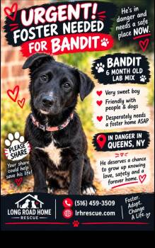 Bandit -  Labrador Retriever Dog for Adoption in Manhasset, New York - Bandit | PetCurious