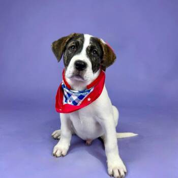 Mixed Breed and Cane Corso Dogs Available for Adoption in Alvin, Texas - Alpine | PetCurious