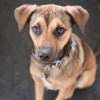 Mixed Breed Dogs Available for Adoption in Toronto, Ontario - Sloop | PetCurious