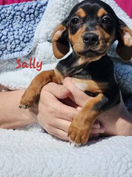Chihuahua and Beagle Dogs Available for Adoption - Sally | PetCurious