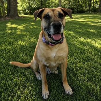 Cookie Crumb -  Shepherd and Presa Canario Dog for Adoption in Harlingen, Texas - Cookie Crumb | PetCurious