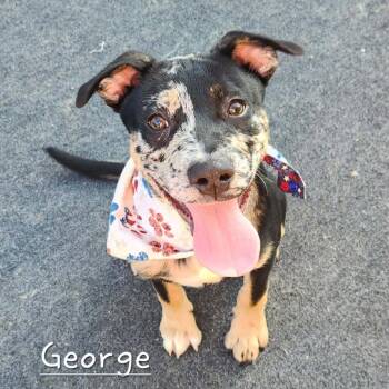George -  Catahoula Leopard Dog and Mixed Breed Dog for Adoption in Cleveland, Tennessee - George | PetCurious