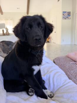 Chali -  Black Labrador Retriever Dog for Adoption in Shrewsbury, Massachusetts - Chali | PetCurious