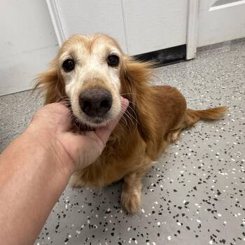 Rachel -  Dachshund Dog for Adoption in Blue Springs, Missouri - Rachel | PetCurious