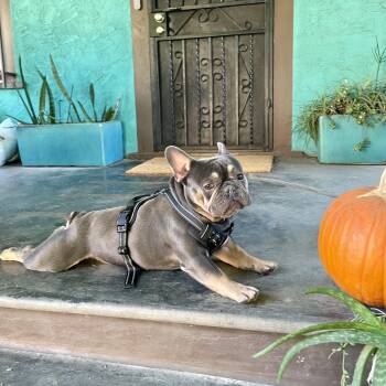 French Bulldog Dogs Available for Adoption in Los Gatos, California - Kobe | PetCurious