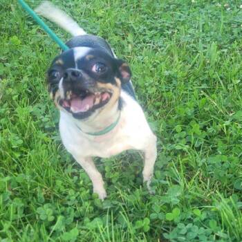 Daisy 5819 D -  Chihuahua Dog for Adoption in Frankfort, Kentucky - Daisy 5819 D | PetCurious