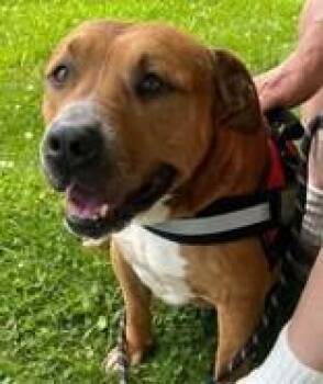 Rescue Pit Bull Terrier Dogs for Adoption in Blue Ridge, Georgia - Bob | PetCurious