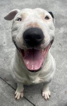 Brody - 2 -  Bull Terrier and Mixed Breed Dog for Adoption in Daytona Beach, Florida - Brody - 2 | PetCurious