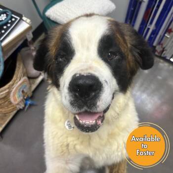 Lovey -  Saint Bernard Dog for Adoption in Normal, Illinois - Lovey | PetCurious