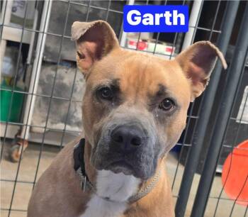 Pit Bull Terrier and Mixed Breed Dogs Available for Adoption in Warrenton, Missouri - Garth | PetCurious
