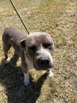 Pit Bull Terrier Dogs Available for Adoption - BUTCH | PetCurious