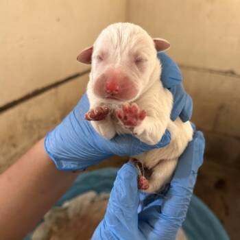 Husky Dogs Available for Adoption in Edinburg, Texas - Cc 2 | PetCurious