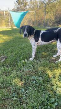 Clementine -  Spaniel Dog for Adoption in Silver Spring, Maryland - Clementine | PetCurious