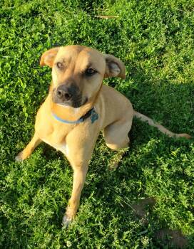 Kobe -  Rhodesian Ridgeback and Chocolate Labrador Retriever Dog for Adoption in Middlebury, Indiana - Kobe | PetCurious