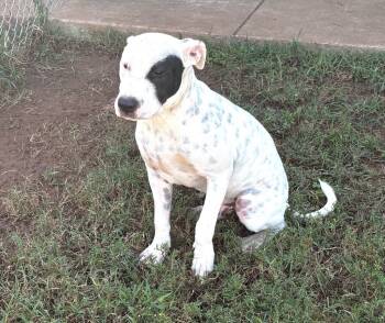 Rescue Mixed Breed Dogs for Adoption in Bossier City, Louisiana - Bobby Joe | PetCurious