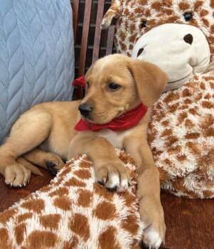 Cowick / Malbec -  Labrador Retriever and Mixed Breed Dog Available for Adoption in Broomfield, Colorado - Cowick / Malbec | PetCurious