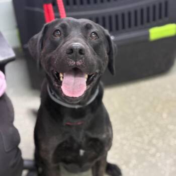 Josie -  Labrador Retriever Dog for Adoption in Bardstown, Kentucky - Josie | PetCurious