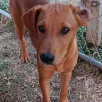 Labrador Retriever and Mixed Breed Dogs Available for Adoption in Carmel Hamlet, New York - Lumiere | PetCurious