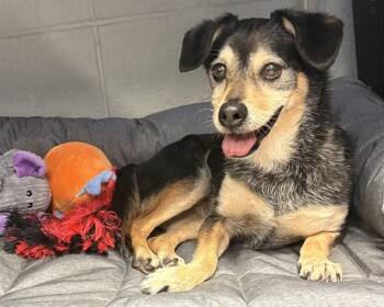 COOPER -  Chihuahua Dog for Adoption in Olathe, Kansas - COOPER | PetCurious