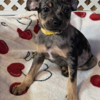 Yellow Moon -  Mixed Breed Dog for Adoption in Toms River, New Jersey - Yellow Moon | PetCurious
