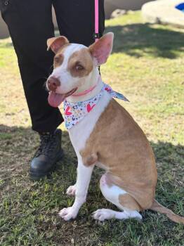 Scarlet -  Pit Bull Terrier Dog for Adoption in Humacao, Humacao - Scarlet | PetCurious
