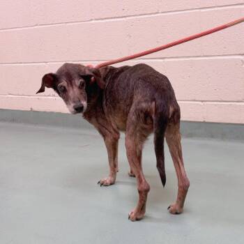 Mildred -  Mixed Breed Dog for Adoption in Memphis, Tennessee - Mildred | PetCurious