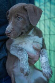 Arete -  Border Collie and Cattle Dog Dog for Adoption in Bend, Oregon - Arete | PetCurious