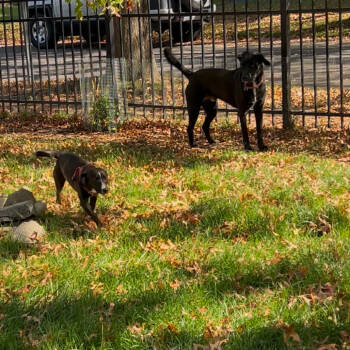 Rescue Mixed Breed Dogs for Adoption in Saratoga Springs, New York - Penelope (Penny) | PetCurious