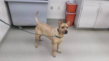 Australian Cattle Dog Blue Heeler and Shar Pei Dogs Available for Adoption in Omaha, Nebraska - DUCHESS | PetCurious