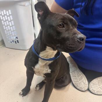 Mixed Breed Dogs Available for Adoption in Vineland, New Jersey - Flik | PetCurious