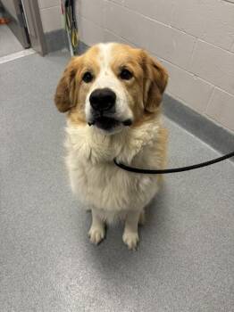 BAMBI -  Great Pyrenees and Mixed Breed Dog for Adoption in Indianapolis, Indiana - BAMBI | PetCurious