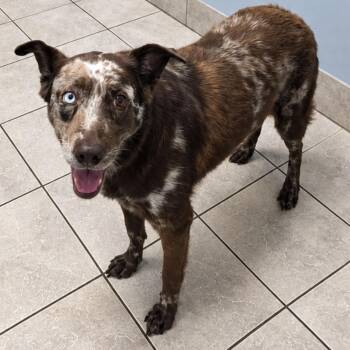 Mari -  Catahoula Leopard Dog Dog for Adoption in Poplarville, Mississippi - Mari | PetCurious