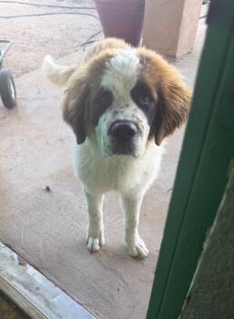 Saint Bernard Dogs Available for Adoption - King | PetCurious