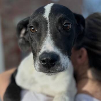 Delilah (Lyla) -  Great Dane and Mixed Breed Dog Available for Adoption in Midland, Texas - Delilah (Lyla) | PetCurious