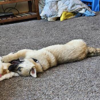 Mixed Breed Dogs Available for Adoption - River | PetCurious