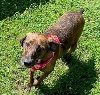 Shoko -  Mixed Breed Dog for Adoption in Kansas City, Missouri - Shoko | PetCurious