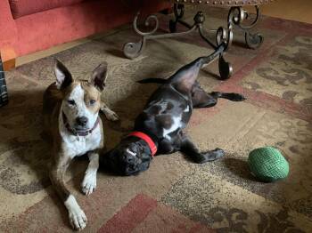 Rescue Australian Cattle Dog Blue Heeler Dogs for Adoption in Wantagh, New York - Bea | PetCurious