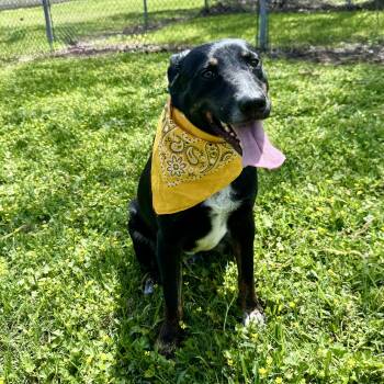 Australian Cattle Dog Blue Heeler Dogs Available for Adoption in Houston, Texas - Goose | PetCurious