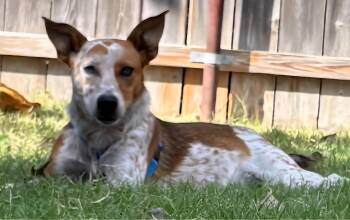 Ares -  Australian Cattle Dog Blue Heeler Dog for Adoption in Great Bend, Kansas - Ares | PetCurious