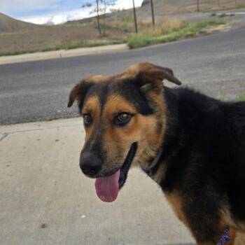 Chaco -  German Shepherd Dog and Mixed Breed Dog for Adoption in Grand Junction, Colorado - Chaco | PetCurious
