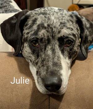 Pit Bull Terrier and Catahoula Leopard Dog Dogs Available for Adoption - Julie | PetCurious
