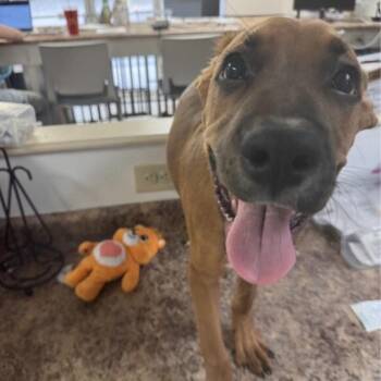 Brady -  Boxer and Mixed Breed Dog for Adoption in Springboro, Ohio - Brady | PetCurious