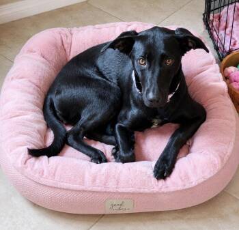 Whippet and Labrador Retriever Dogs Available for Adoption in Euless, Texas - Harley | PetCurious