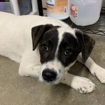 Rescue Cattle Dog and Mixed Breed Dogs for Adoption in Washburn, Missouri - Pinecone Pax | PetCurious